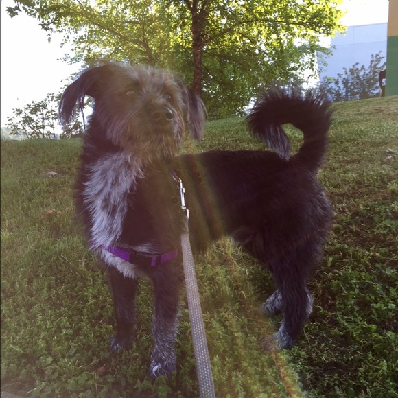 Meet your Posher, Allison - Picture 1 of 1